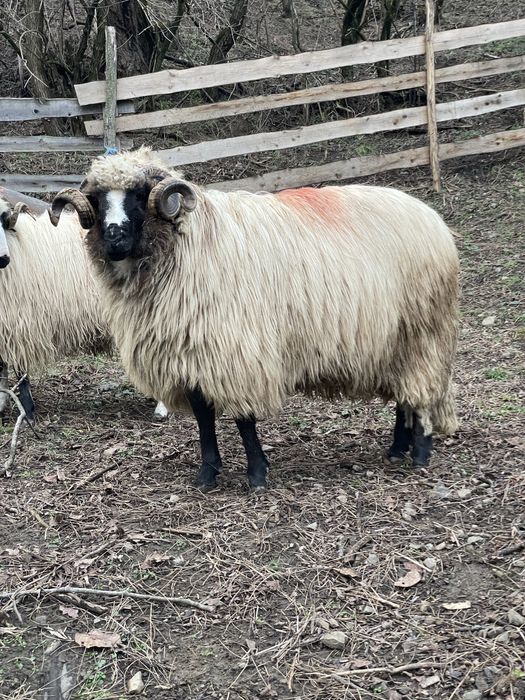 De vanzare mior breaz