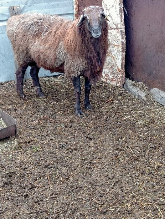 Мясо баранина...