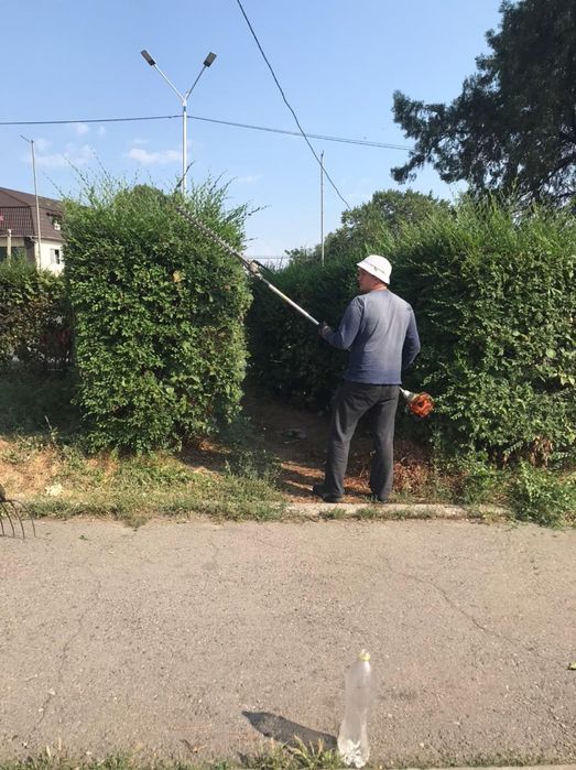 стрижка живой изгороди , формовочная стрижка деревьев