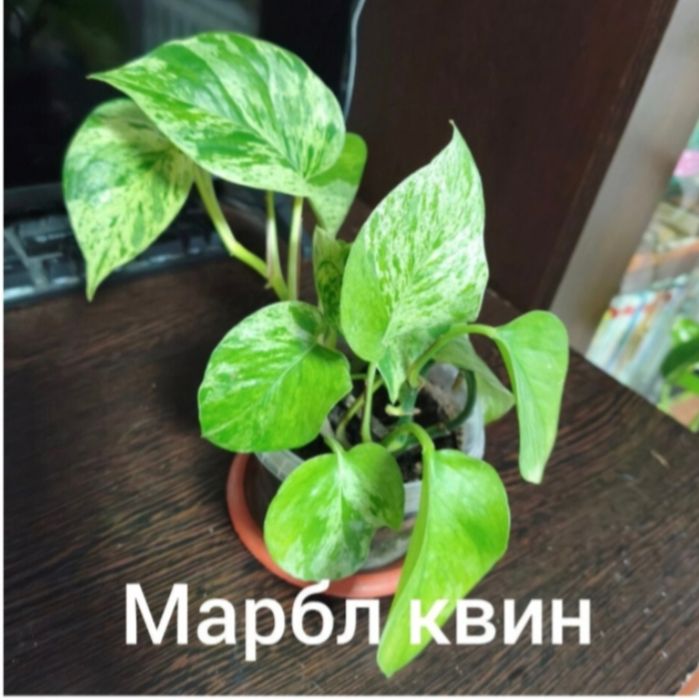 Сциндапсус, эпипремнум.