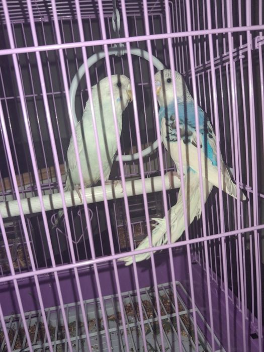 Папугай женшина и мучшина