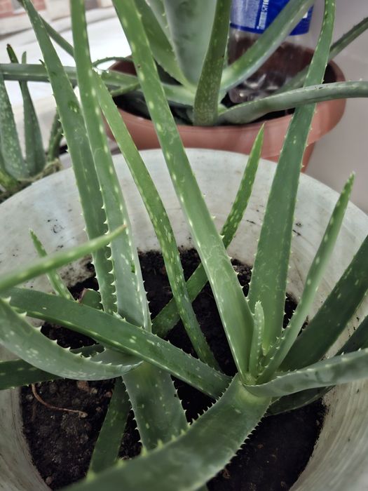 Алоэ, лечебный ,