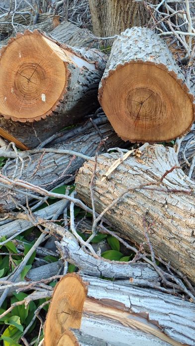 Орех спиленный на дрова