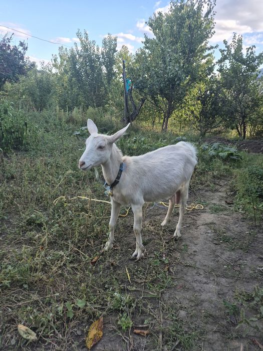 Vând capre  cu lapte