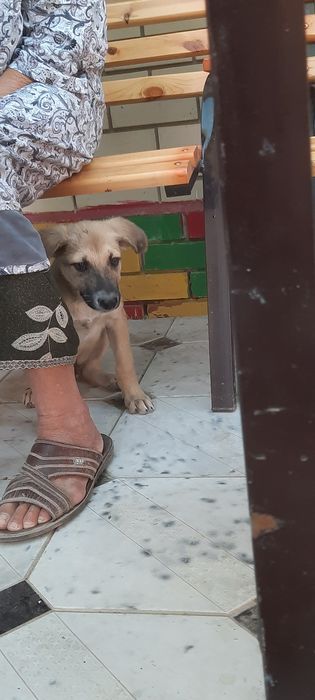 щенок бесплатно ..