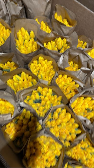 Тюльпан большой.