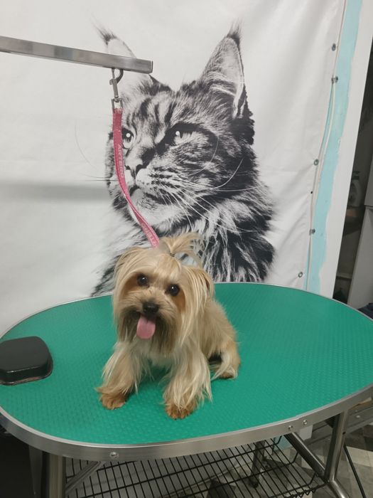 Frizerie Canina  Buzau