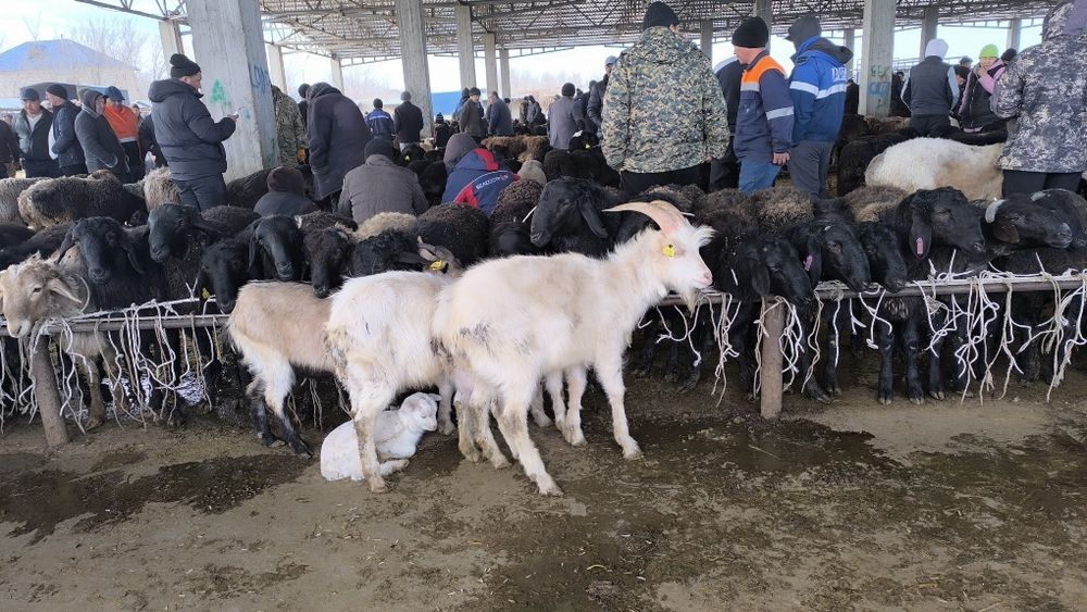 Қозылы қой, шібіш, тоқты, қошқар