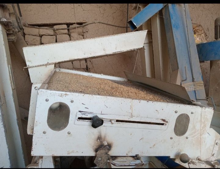 Шоли тегирмон гуру чикаради