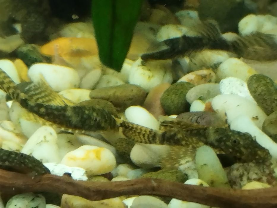 Анциструсы: темные вуалевые