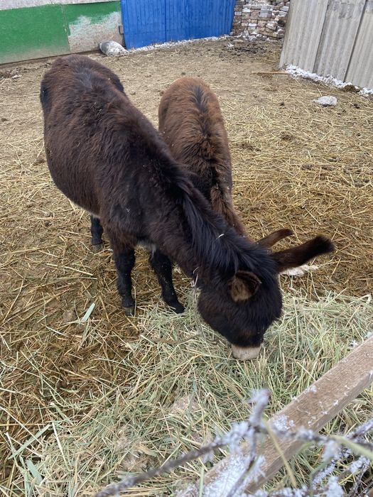 Ослы догоримся есть обмен