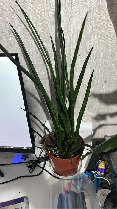 Комнатные растения