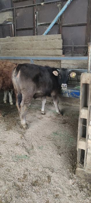 Продам бычка гелефорд и телочки