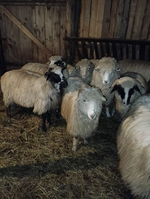 Vând 5 noatine breze și oacheșe