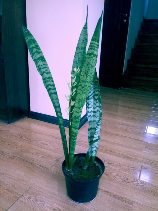 Сансивьера - санитар воздуха