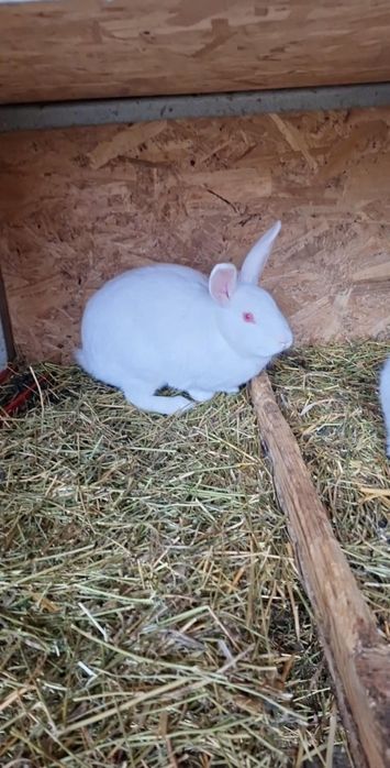 Schimb iepuri cu porumbei