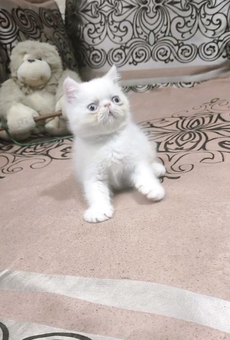 Экзотик мальчик из Проф.Питомника