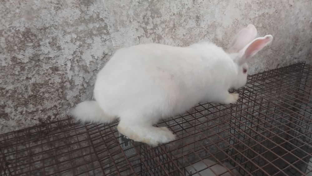 Зайци за разплод