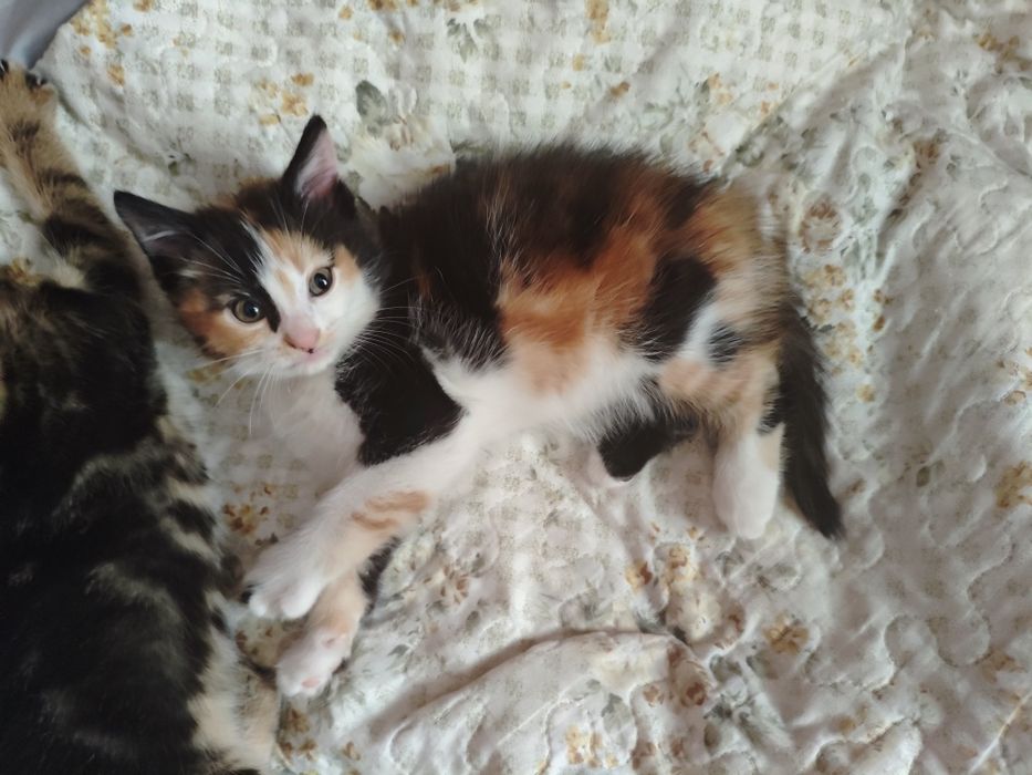 Отдам котят в добрые руки