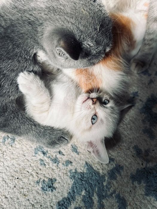 Отдам даром котят