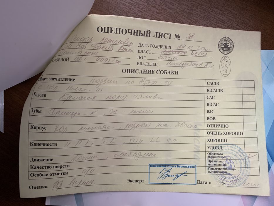 Вязка. Лабрадор Ретривер кобель 5 лет. вязка