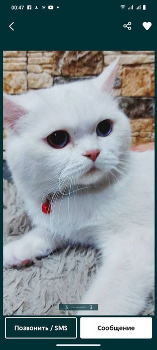 Роскошная Скоттиш Фолд черепахового окраса