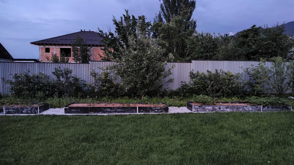 Кусты ежевики, взрослые