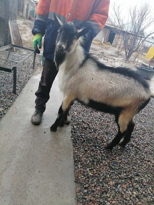 Таза Канды альпиский теке сатылады