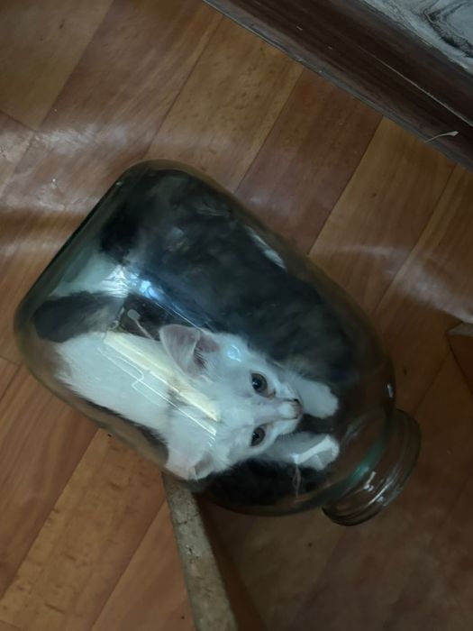 Отдам котят в хорошие руки
