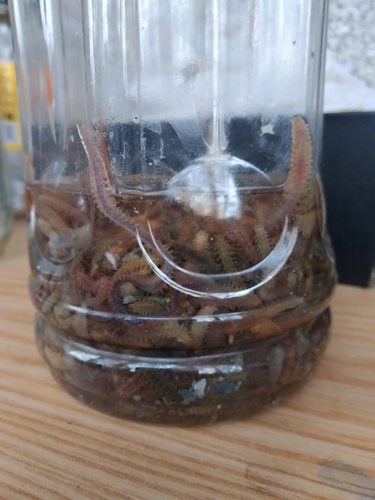 Черви крупные свежие