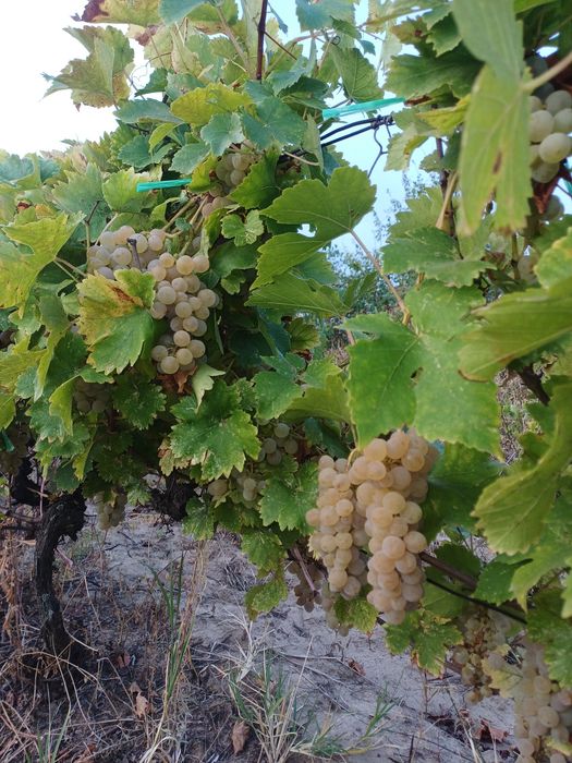 Struguri de vin si must din struguri albi