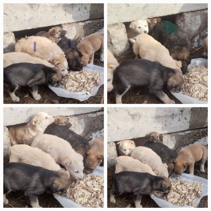 Щенки в ДОБРЫЕ руки