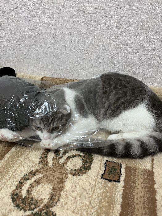 Шотландский кот.