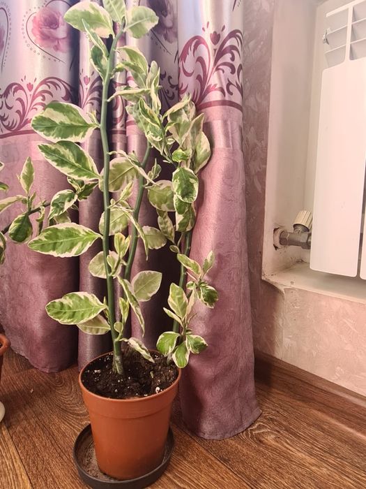 Педилантус  комнатное растение