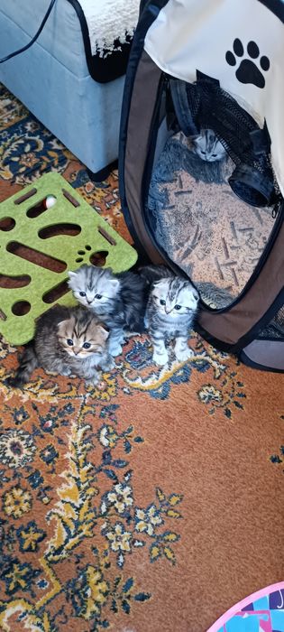 Котята шотландцы