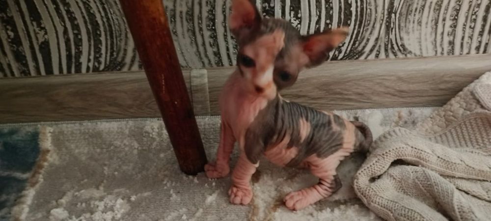 Канадский сфинкс