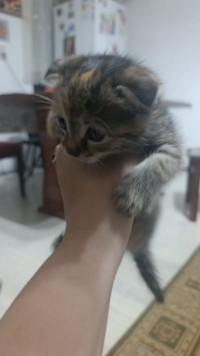 Котята в хорошие руки