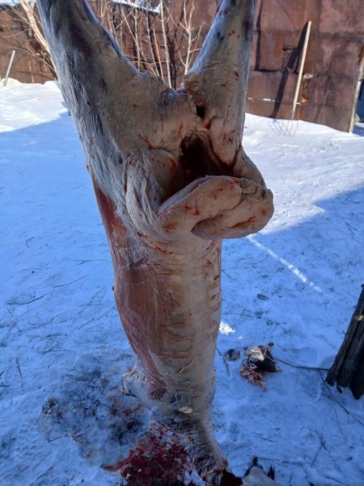 Касапшы мал сойам