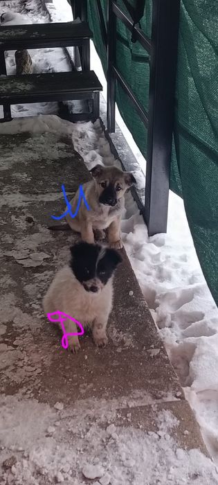 Щенки в добрые руки