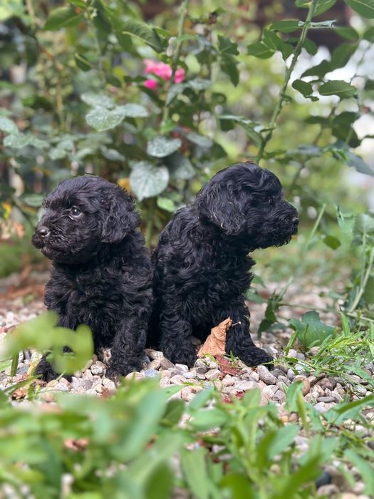 Poodel toy caniche