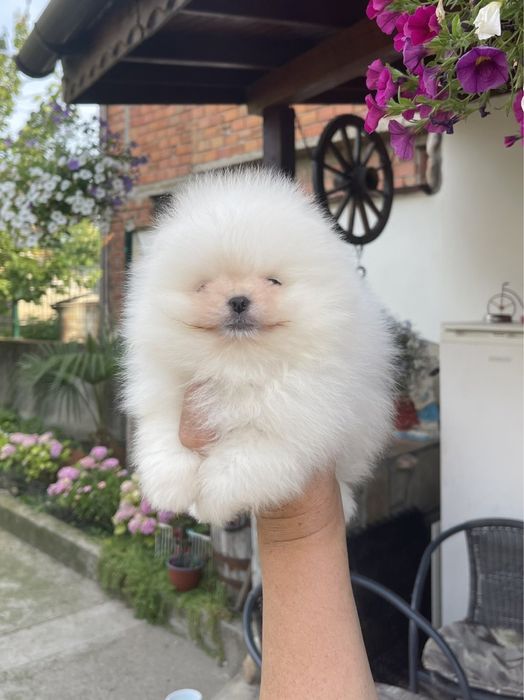 мини померанче