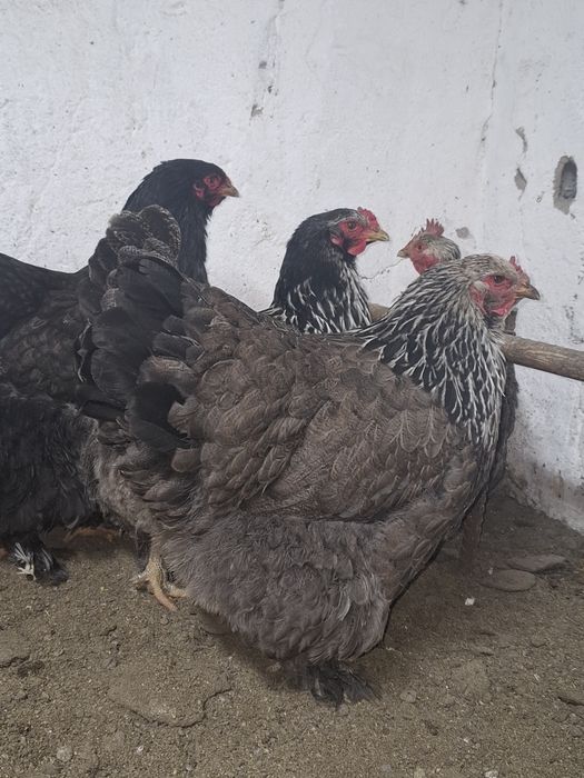 Продам      куры