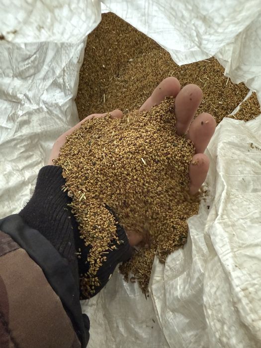 Vând sămânță de lucerna producție 2025