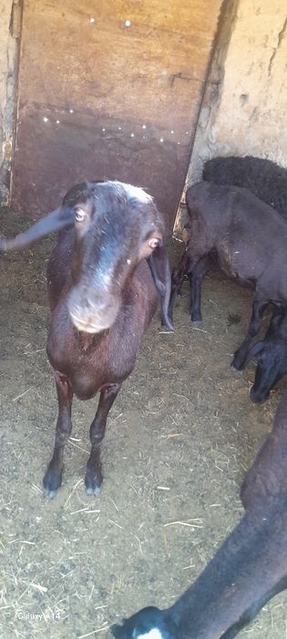 Куйлар сотилади нархи хархил