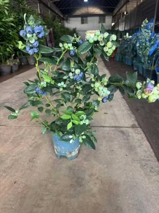 Голубика в Узбекистане