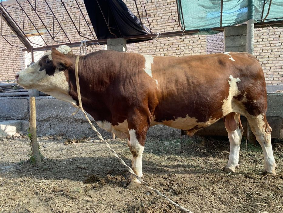Buqa sotiladi.Narxi 65 mln .Holi 2 tish..Manzil kogon