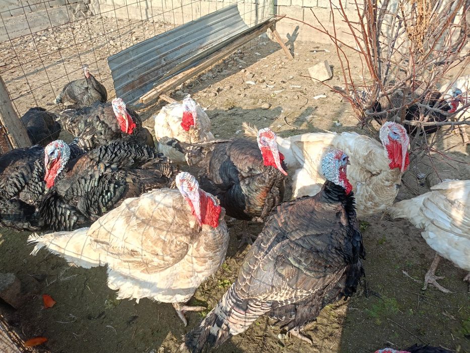 Түйеқус сатылады