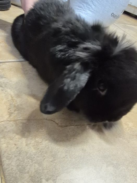 Подарявам клепоухо  Мини зайче