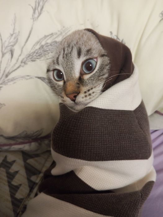 Котёнок на добрые руки