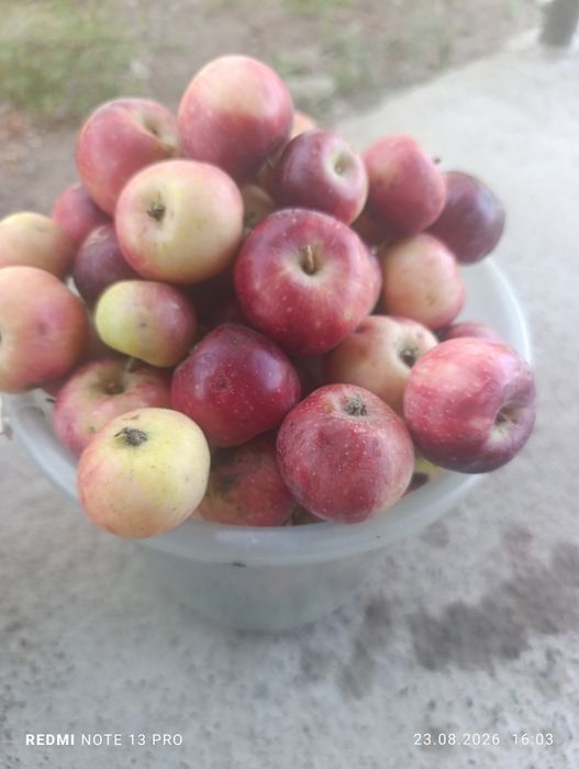 Продам яблоки дачные